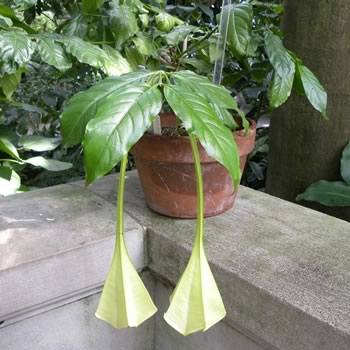 Rare Plant Discovery: Logee’s Search for the Elusive Osa Pulchra