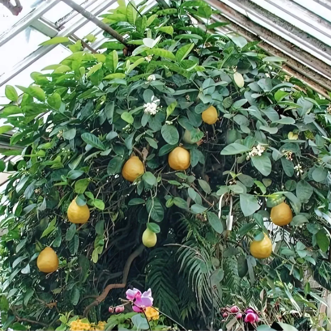 The History of Logee's Famous Ponderosa Lemon Tree – Logee's Plants