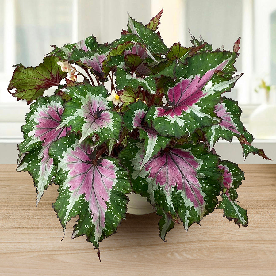Rex Begonia Propagation & Care Guide - Easy Methods – Logee's Plants