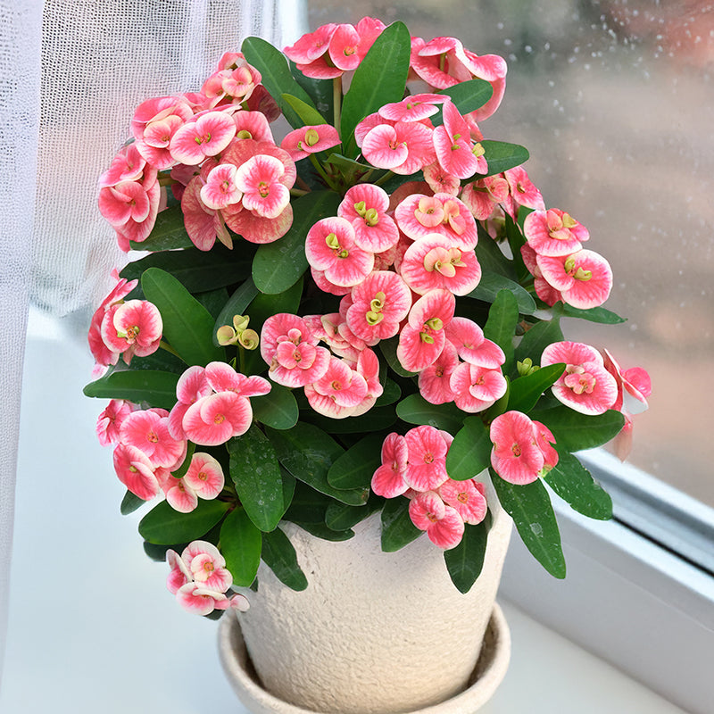 How to Grow Crown of Thorns (Euphorbia Hybrids)  Logee's Plants