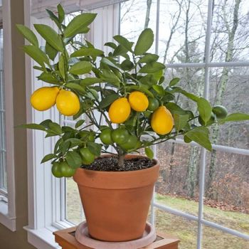 15 Easy-to-Grow Citrus Trees  Logee's Plants