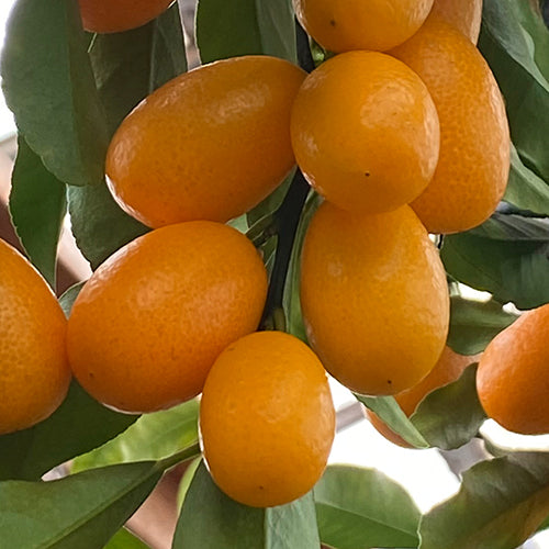 Kumquat Trees - Grow Your Own Tasty Kumquats at Home!  Logee's Plants