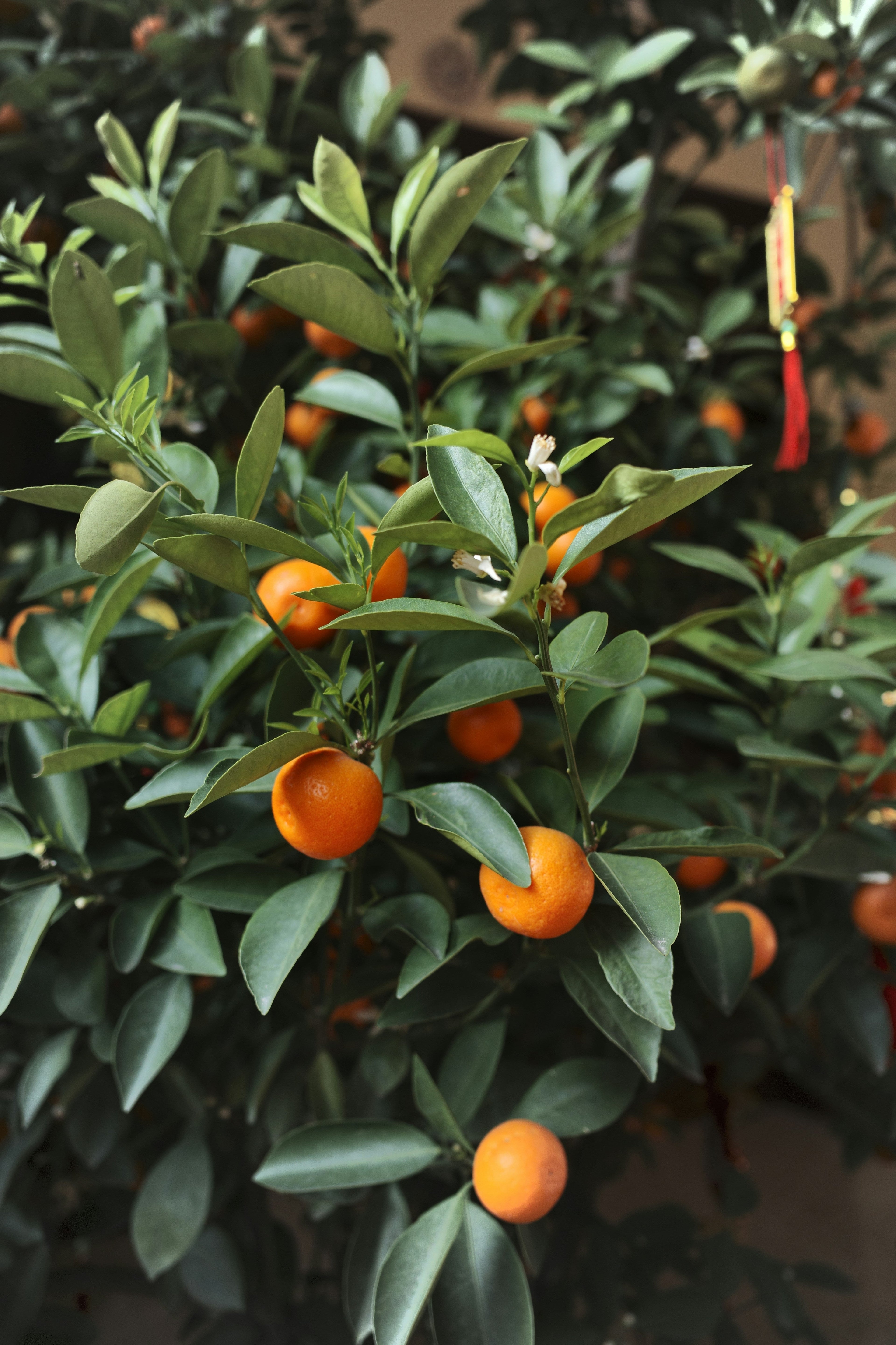 Why Citrus Trees Make the Best Gift Plants