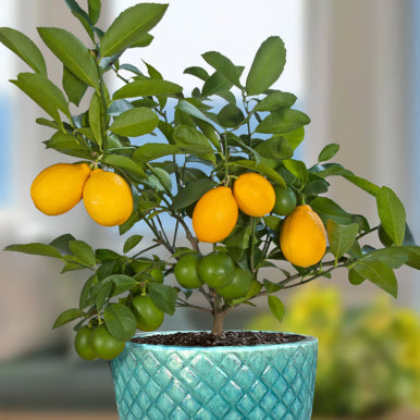 How to Grow Lemon Trees in Pots and Containers – Logee's Plants