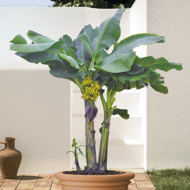 How To Divide a Dwarf Banana  Logee's Plants