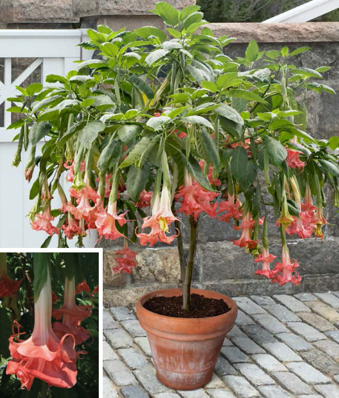 Indoor to Outdoor Gardening: Tips for Transitioning Tropical Plants