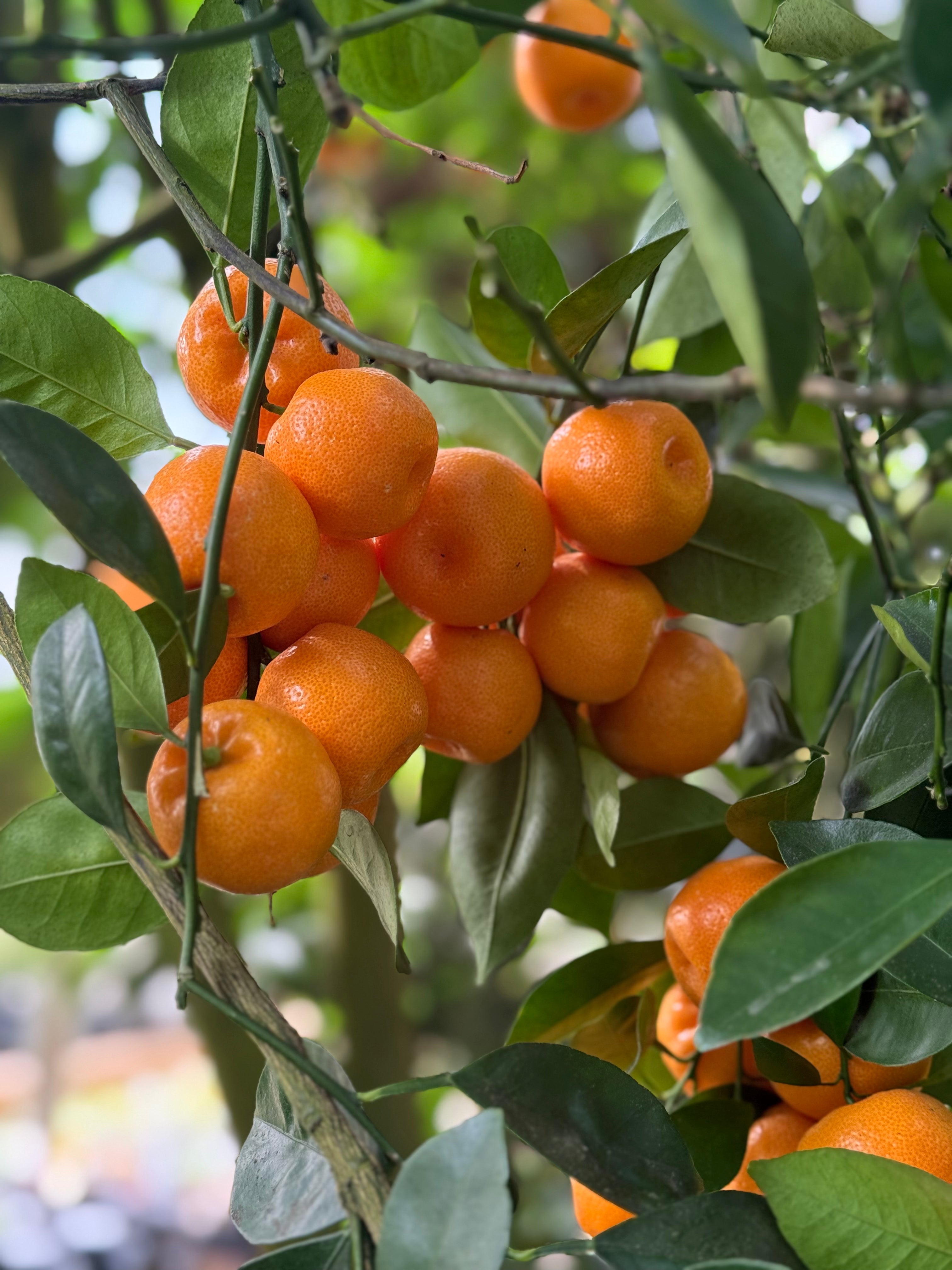 Citrus Trees and Plants