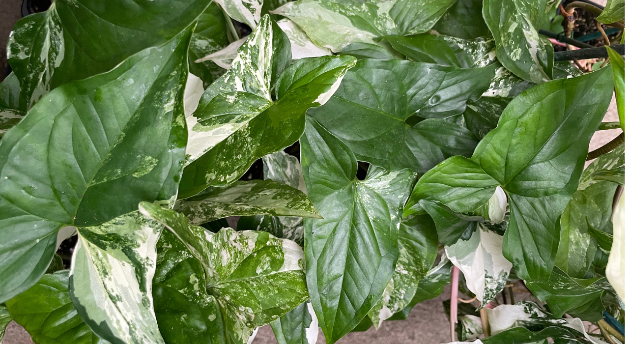 Indoor Plants