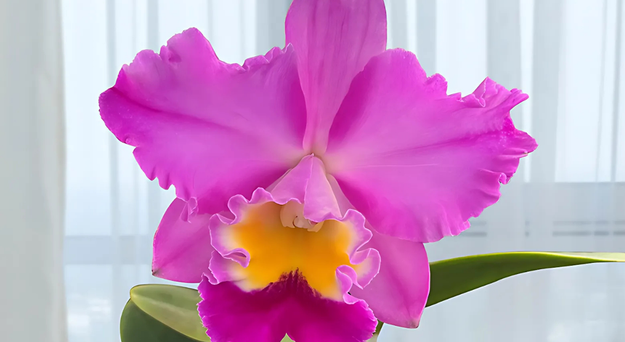 Orchids