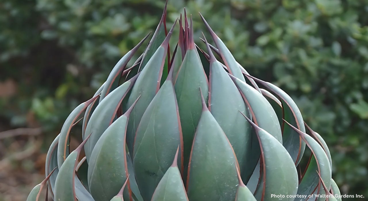 Succulent Plants & Cactus