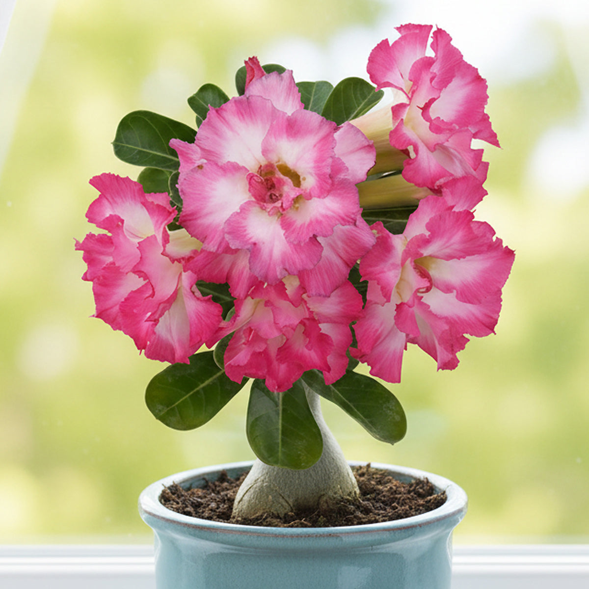 desert rose bonsai tree for sale Desert Rose ‘Flamingo’ for Sale – Logee's Plants