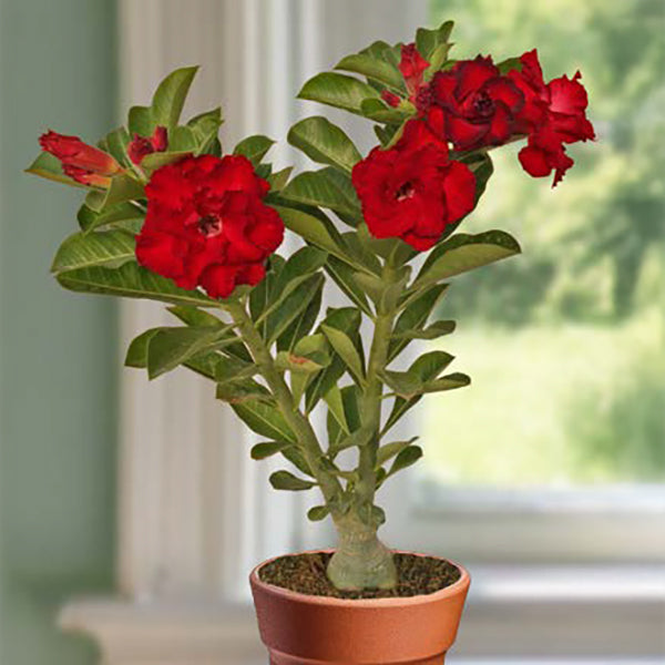 Desert Rose Mumbai Passion