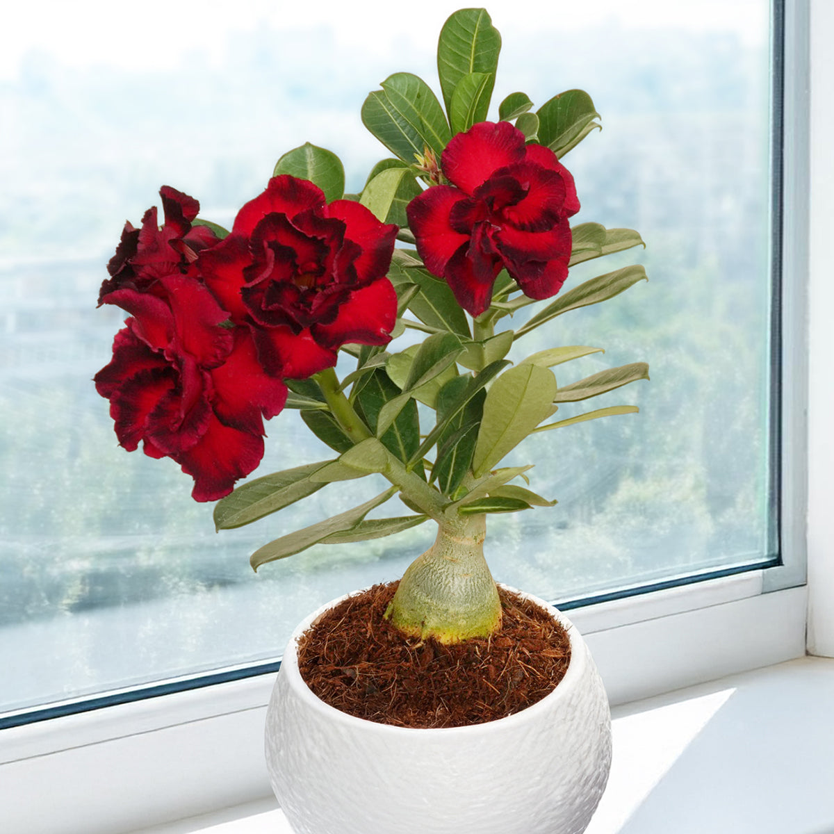 desert rose plant for sale Desert Rose 'Mumbai Volcano' For Sale – Logee's Plants