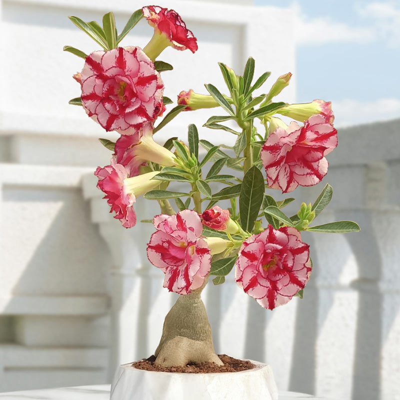 Adenium Strawberry Swirl
