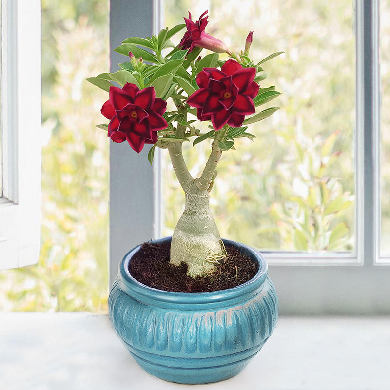 Desert Rose Vulcanus NX For Sale Logee's Plants Desert Rose Vulcanus NX For Sale Logee's Plants