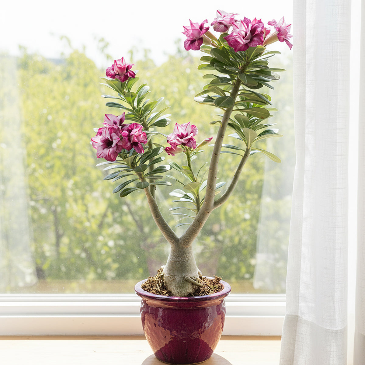 adenium obesum succulent Desert Rose ‘Zenoa’ for Sale – Logee's Plants