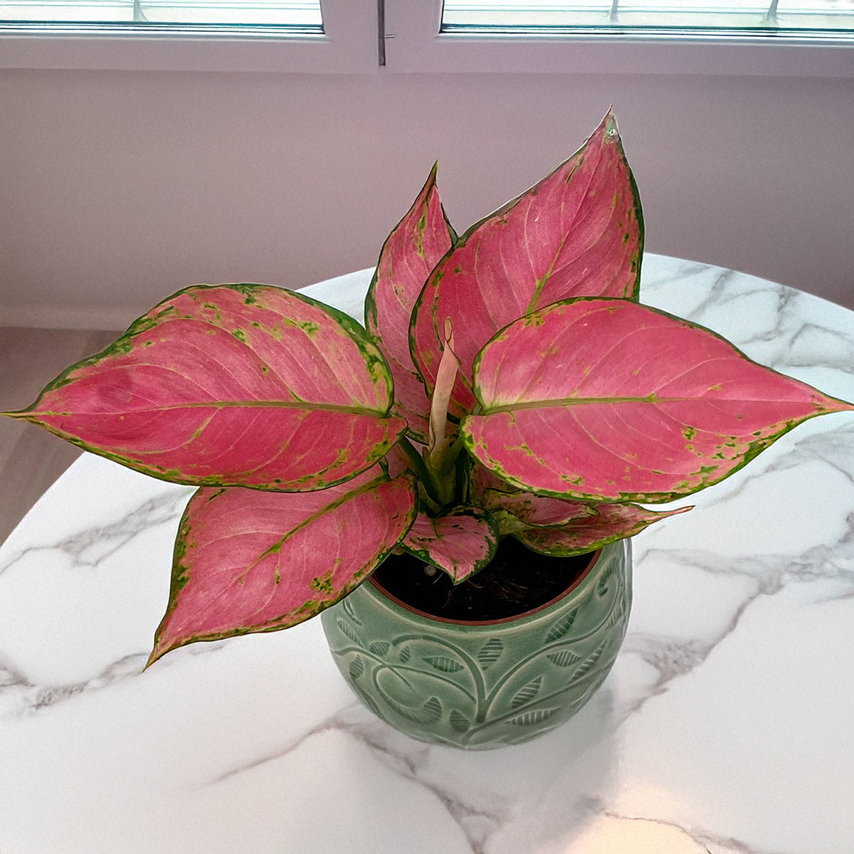 Aglaonema 'Geely Red' (Aglaonema hybrid)