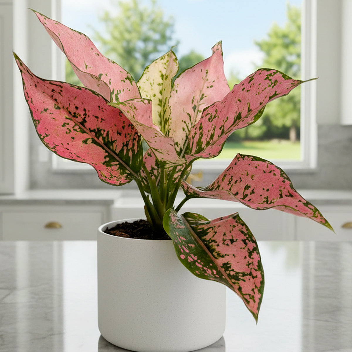 aglaonema houseplant for sale Aglaonema ‘Triphet’ For Sale – Logee's Plants