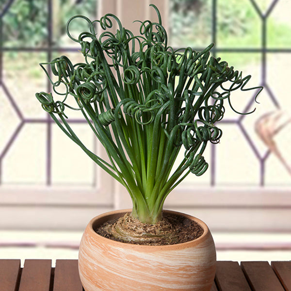 albuca spiralis succulent Albuca ‘Frizzle Sizzle’ For Sale