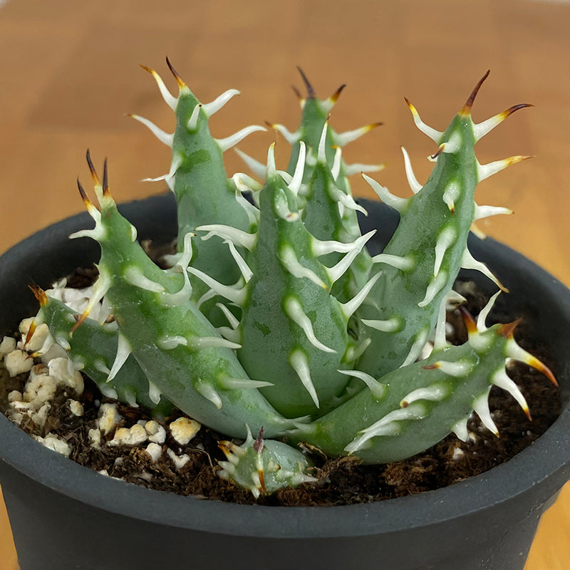 succulent rare plant Aloe erinacea For Sale – Logee's Plants