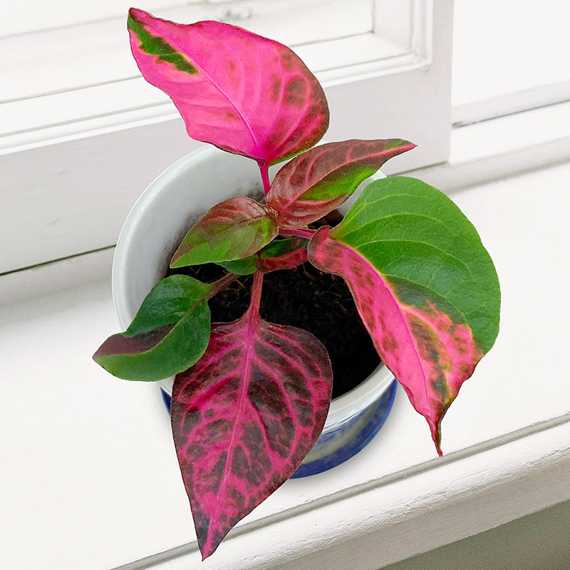 jade plant price philippines Alternanthera 'Party Time' PP For Sale – Logee's Plants
