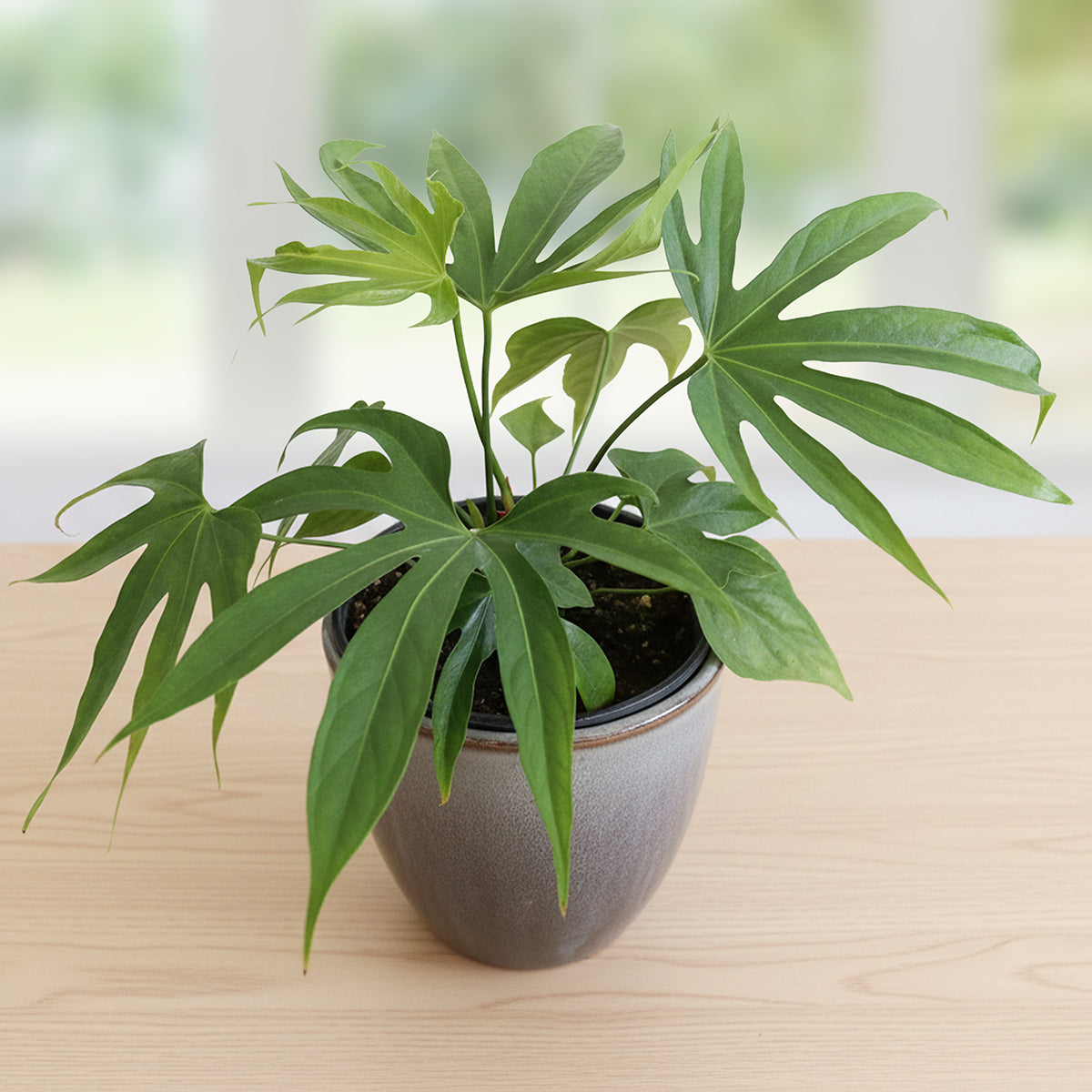 Anthurium 'Fingers' for Sale – Logee's Plants