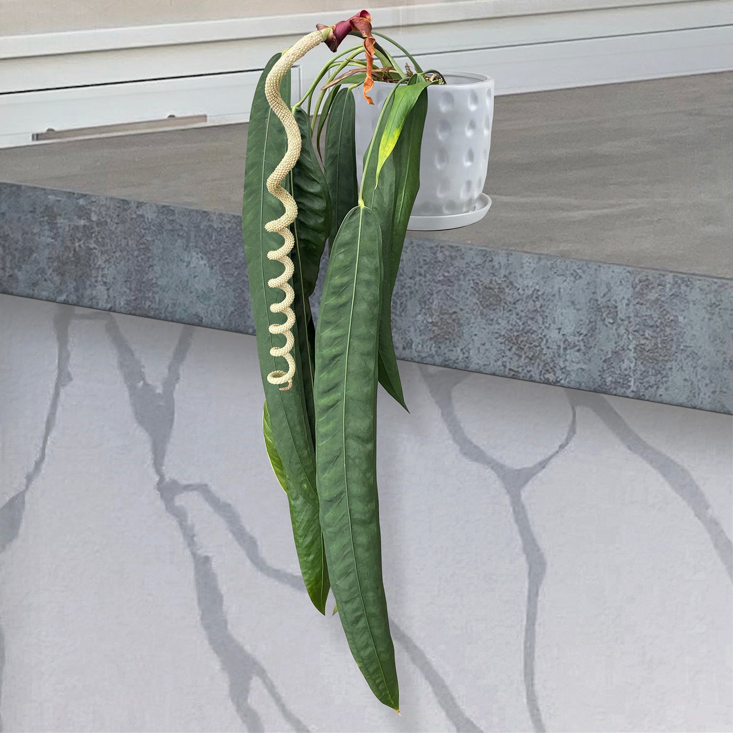 anthurium long leaf Anthurium wendlingeri For Sale