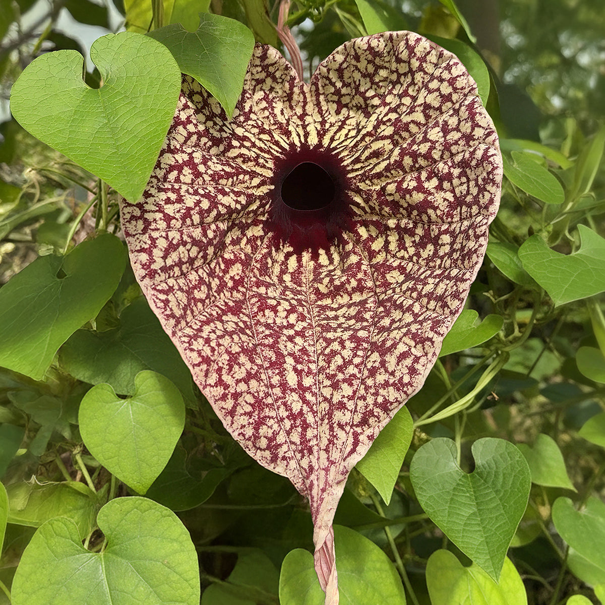 Pelican Flower For Sale – Logee's Plants