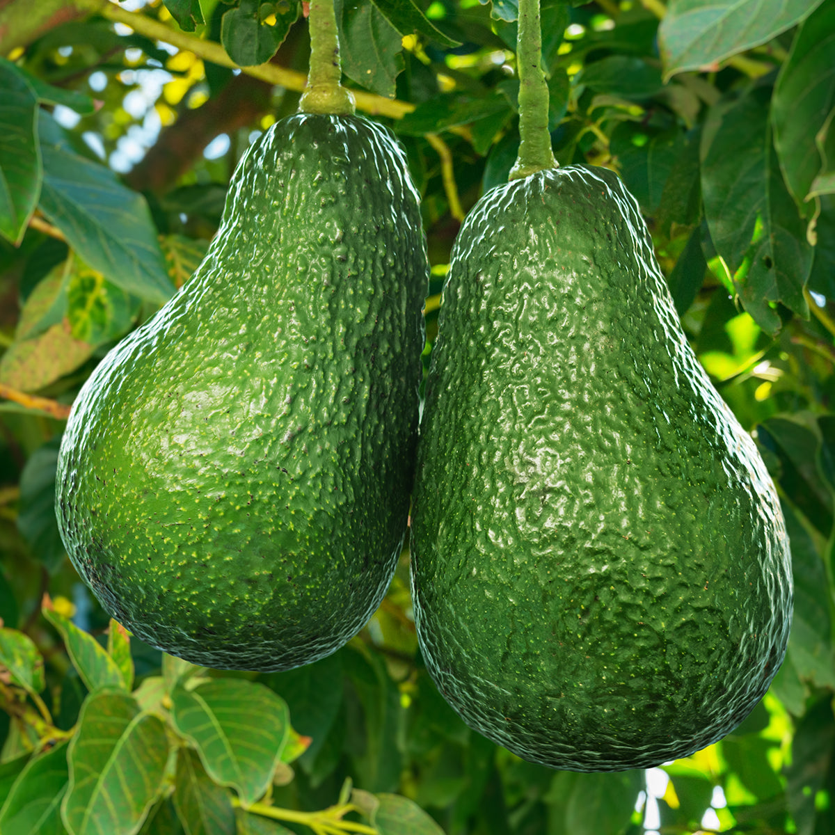 Avocado Tree 'Wurtz' For Sale – Logee's Plants