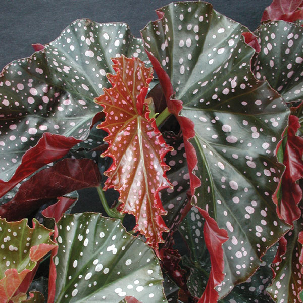 Begonia ‘Cracklin Rosie’ (Begonia fibrous hybrid)