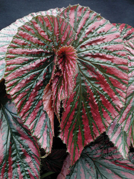 Begonia 'Edinburgh' (Begonia brevirimosa)