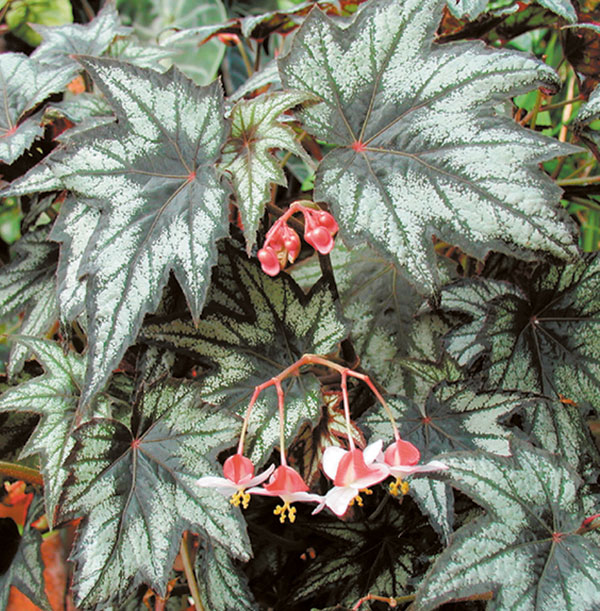 Begonia ‘Little Brother Montgomery’ (Begonia fibrous hybrid)