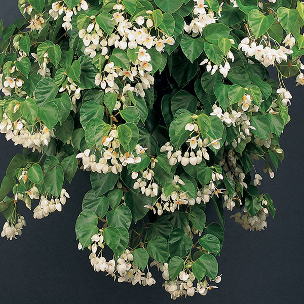 Begonia Solananthera (Begonia species)