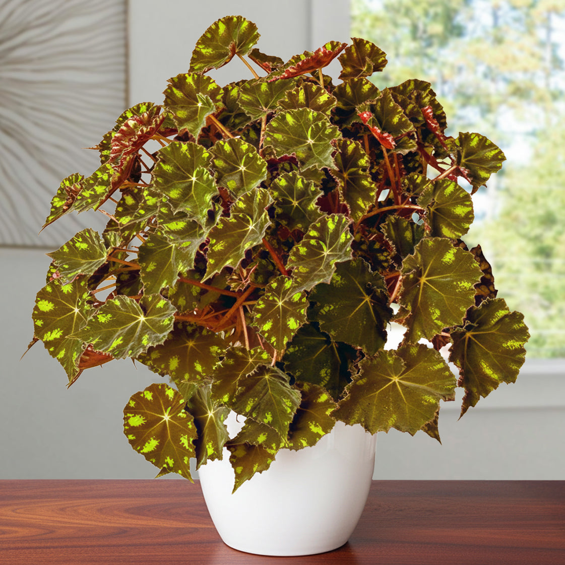 philodendron kat Begonia ‘Kit Kat’ For Sale – Logee's Plants