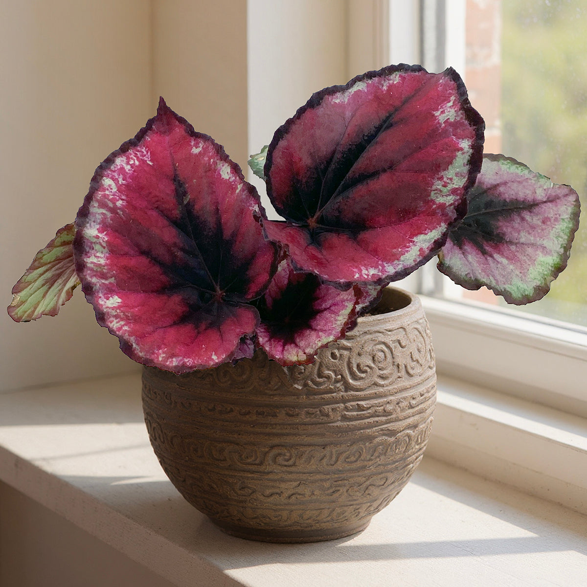 rex house plant Begonia 'Red Kiss' For Sale – Logee's Plants