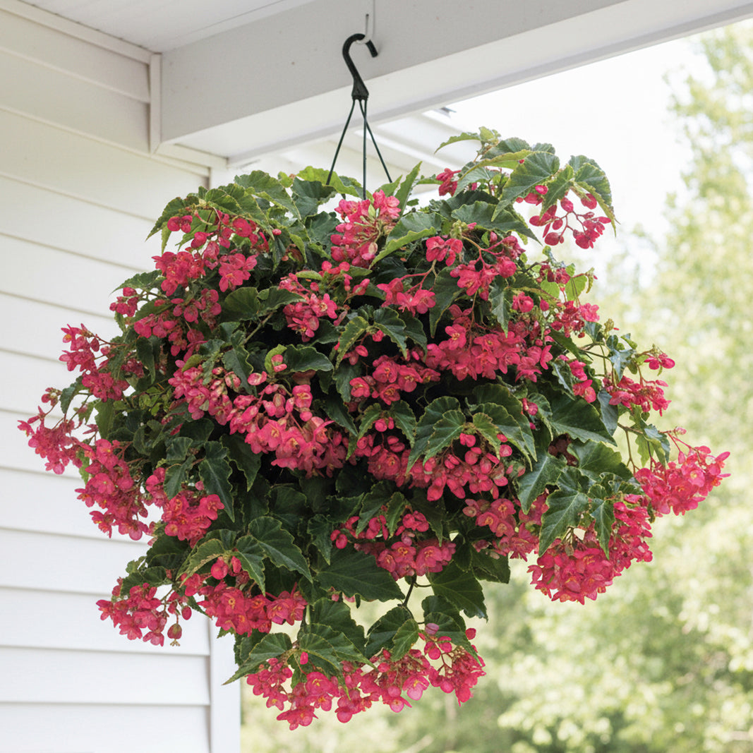 hanging begonia plants Begonia 'Tiny Gem' For Sale – Logee's Plants