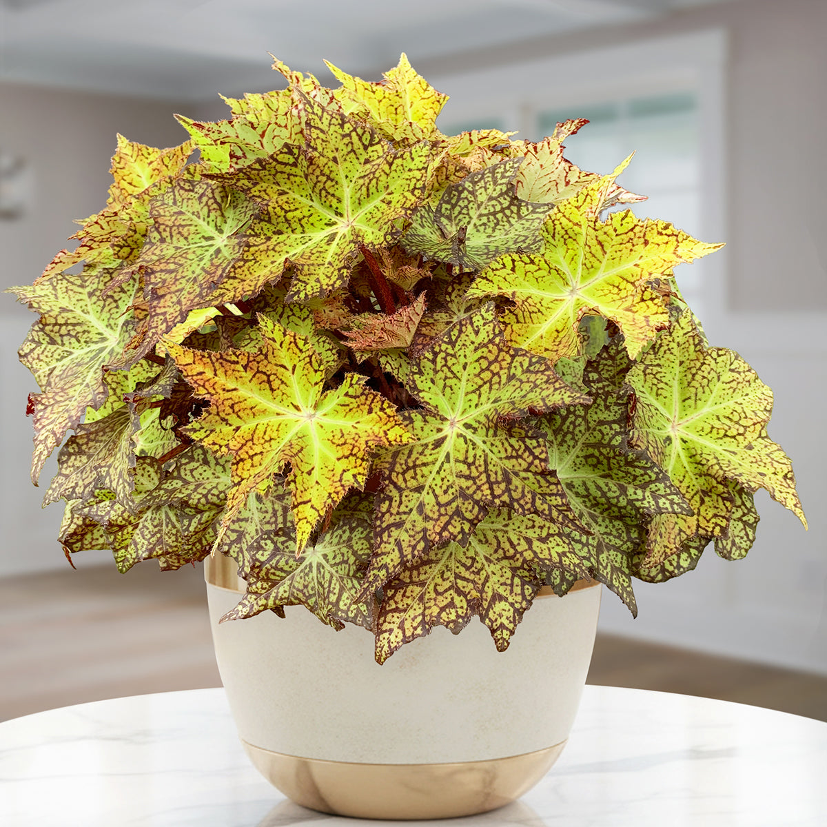 Begonia ‘Starburst’ For Sale – Logee's Plants