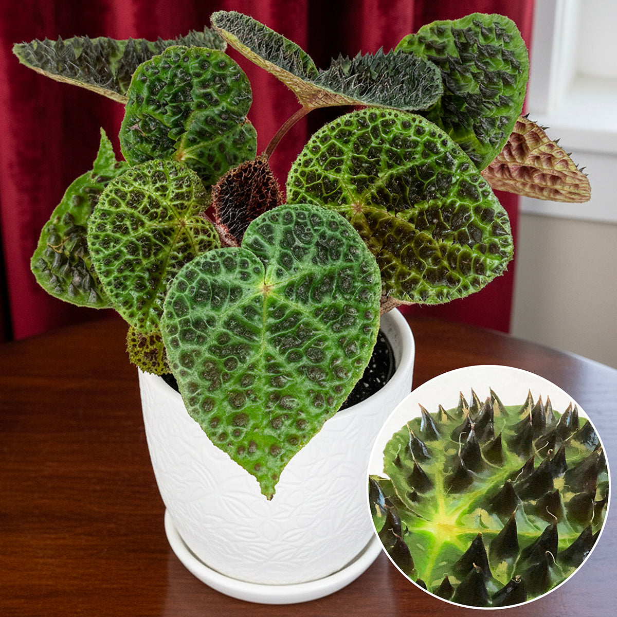 begonia house plants for sale Begonia ferox For Sale