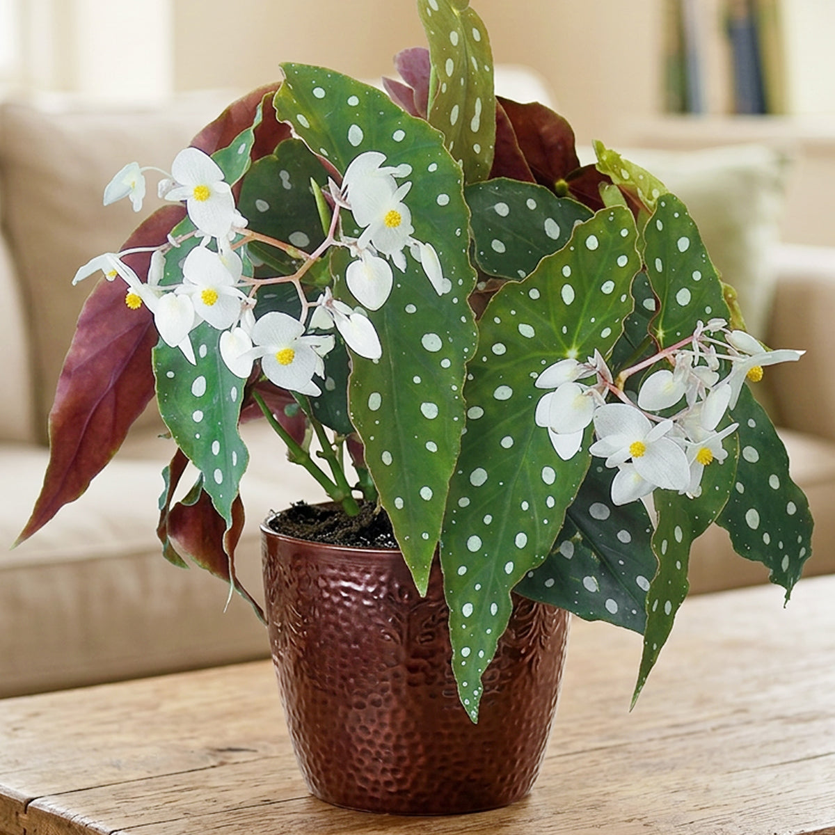 Begonia 'Wightii' For Sale – Logee's Plants