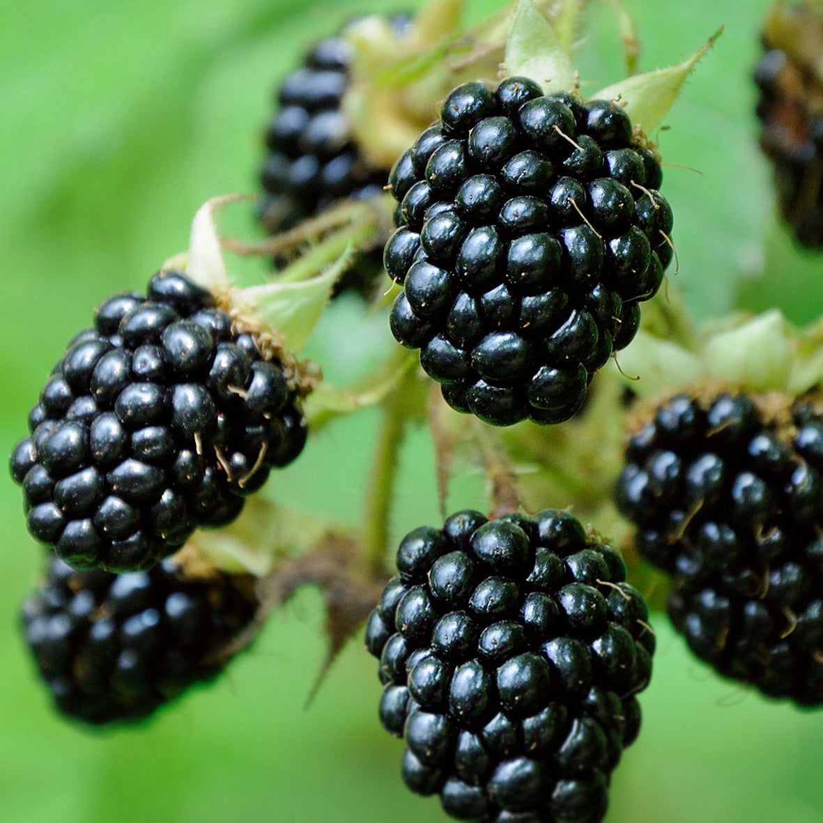 Thornless Blackberry Plant 'Black Satin' For Sale – Logee's Plants