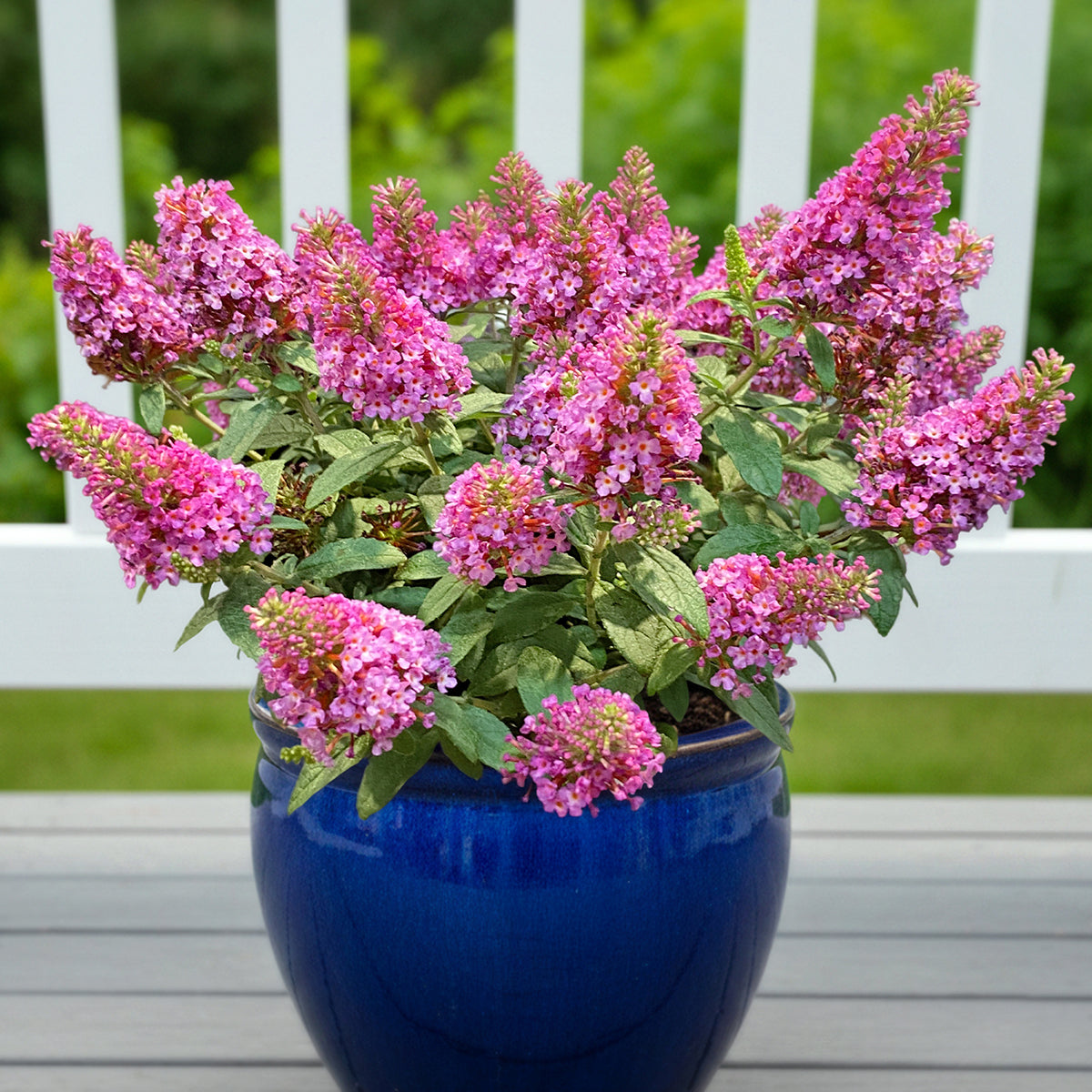 can a butterfly bush be planted in a pot Butterfly Bush 'Little Rockstars Red' PP (Buddleia davidii hybrid) – Logee's Plants