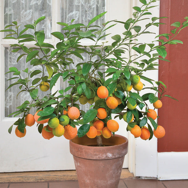 orange tree house plant Tahitian Orange Tree For Sale – Logee's Plants