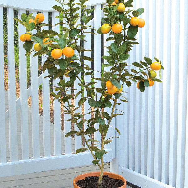 Changshou Kumquat Tree For Sale – Logee's Plants
