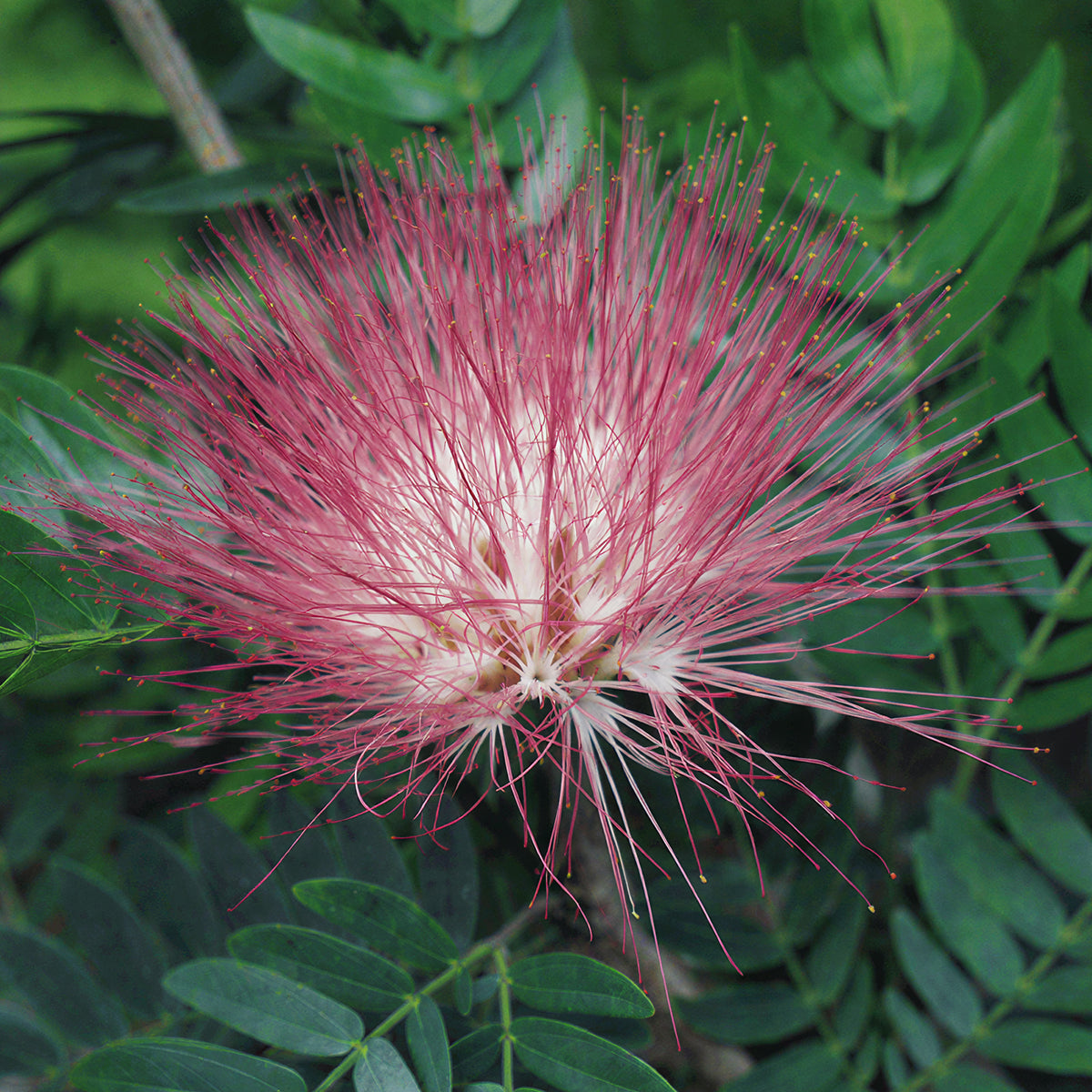 Powder Puff Plant For Sale – Logee's Plants