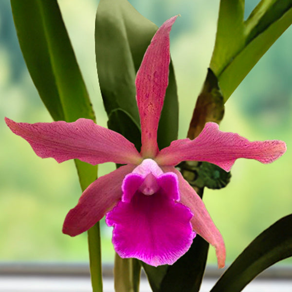 Cattleya Orchid Cruella For Sale – Logee's Plants