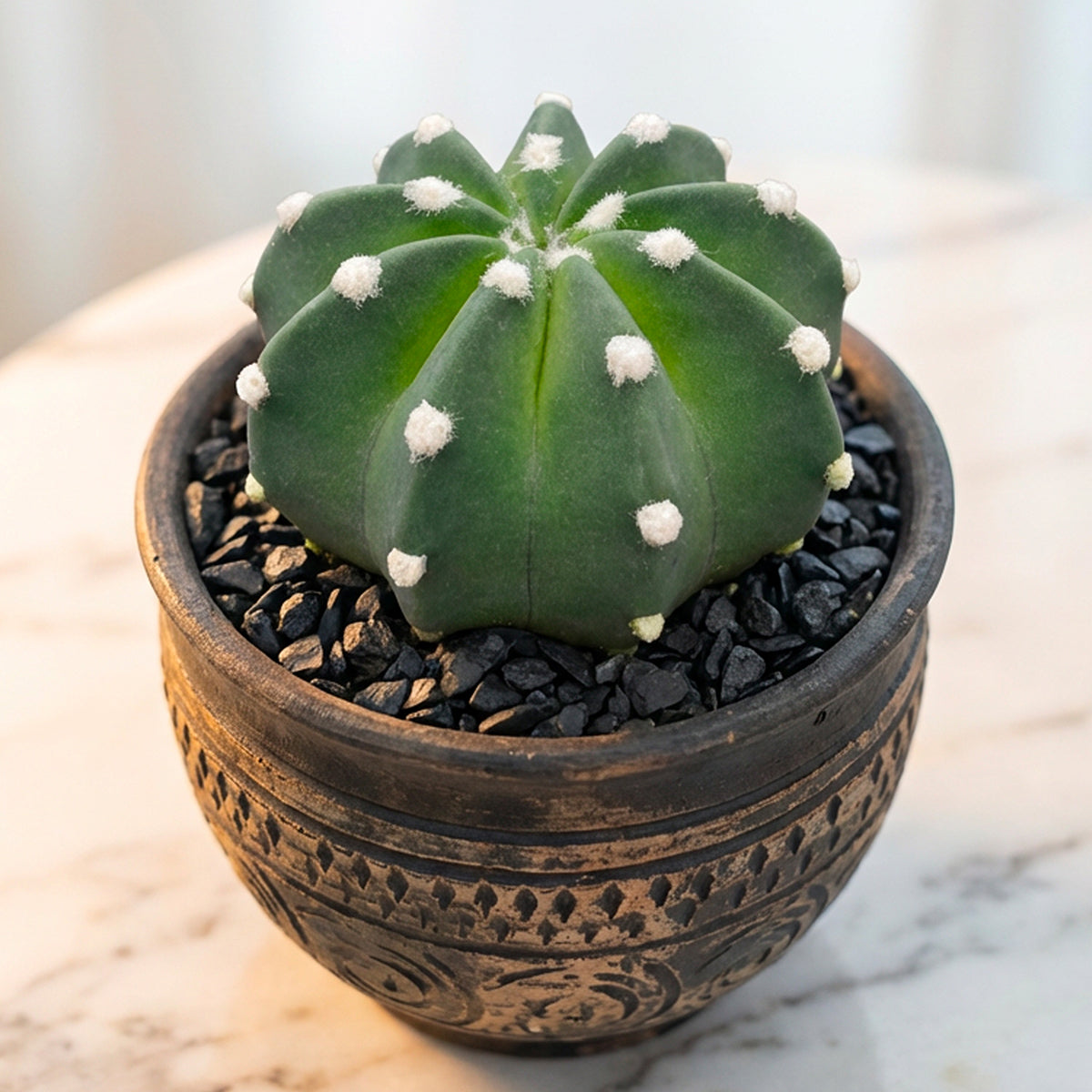 Domino Cactus for Sale – Logee's Plants