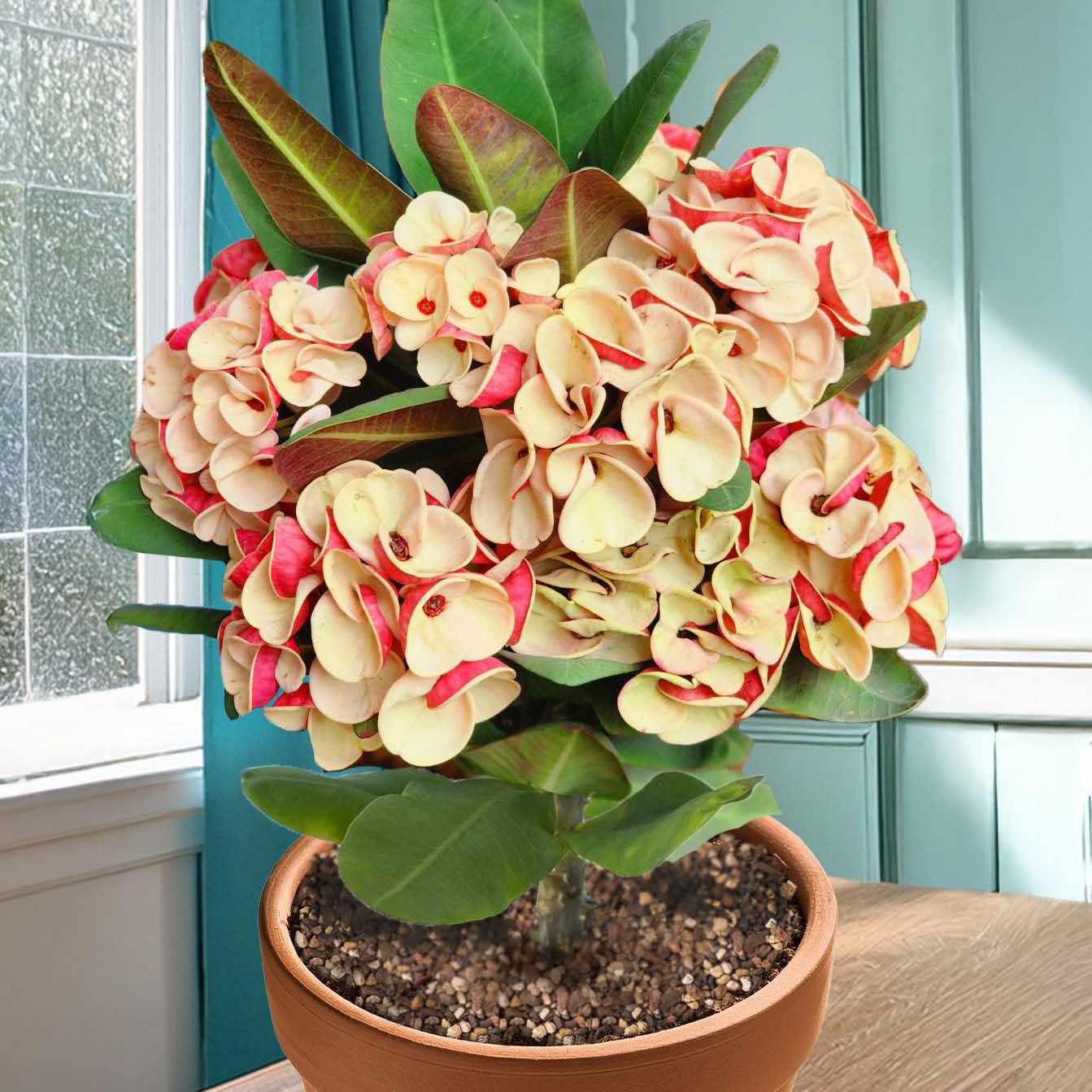 Crown of Thorns 'Morning Star' For Sale – Logee's Plants