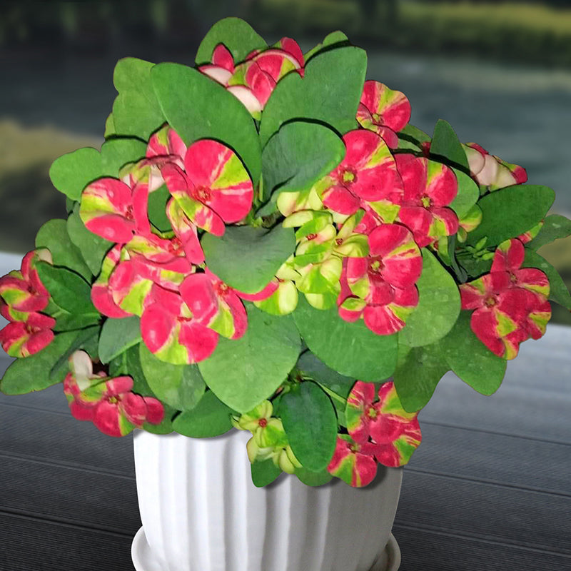 butterfly plant indoor for sale Crown of Thorns ‘Red Butterfly’ For Sale – Logee's Plants