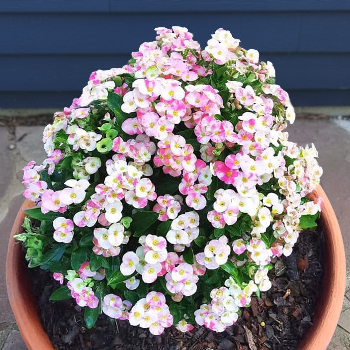 Crown of Thorns 'Flowers of Paradise' (Euphorbia milii hybrid)