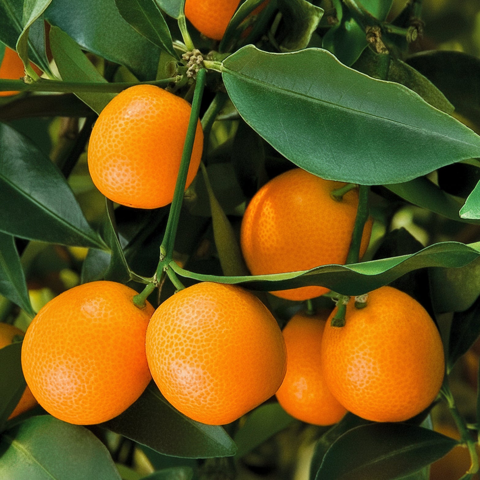 Sweet Kumquat Tree ‘Meiwa’ For Sale – Logee's Plants